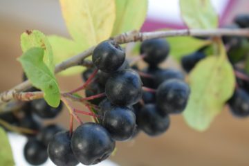 Skarby natury. Aronia. Niedoceniony owoc