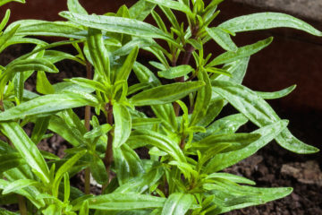 Skarby natury. Cząber ogrodowy i jego właściwości