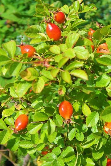Proste Pesto poleca niedoceniony owoc: dzika róża