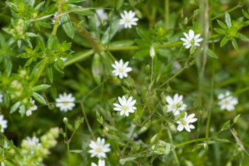 Skarby natury. Gwiazdnica pospolita i jej właściwości