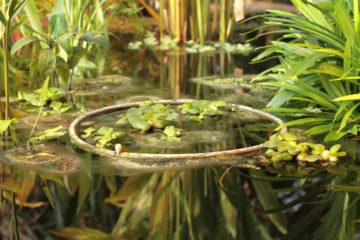 Poradnik ProstePesto. Skąd brać wodę w ogrodzie?