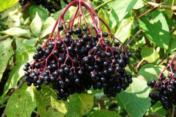 Cuda natury. Bez czarny. Krótka charakterystyka